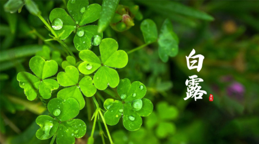 白露時(shí)節(jié)！ 金環(huán)電器提醒大家要注意這些事項(xiàng)